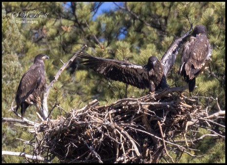 Triple Eaglets