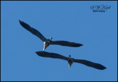 Great Blue Heron Pair