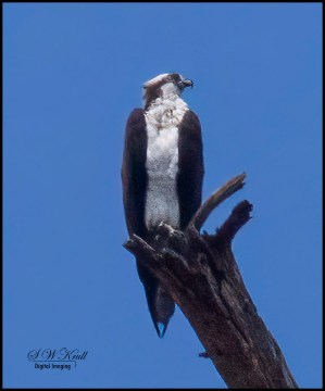 Osprey Perch