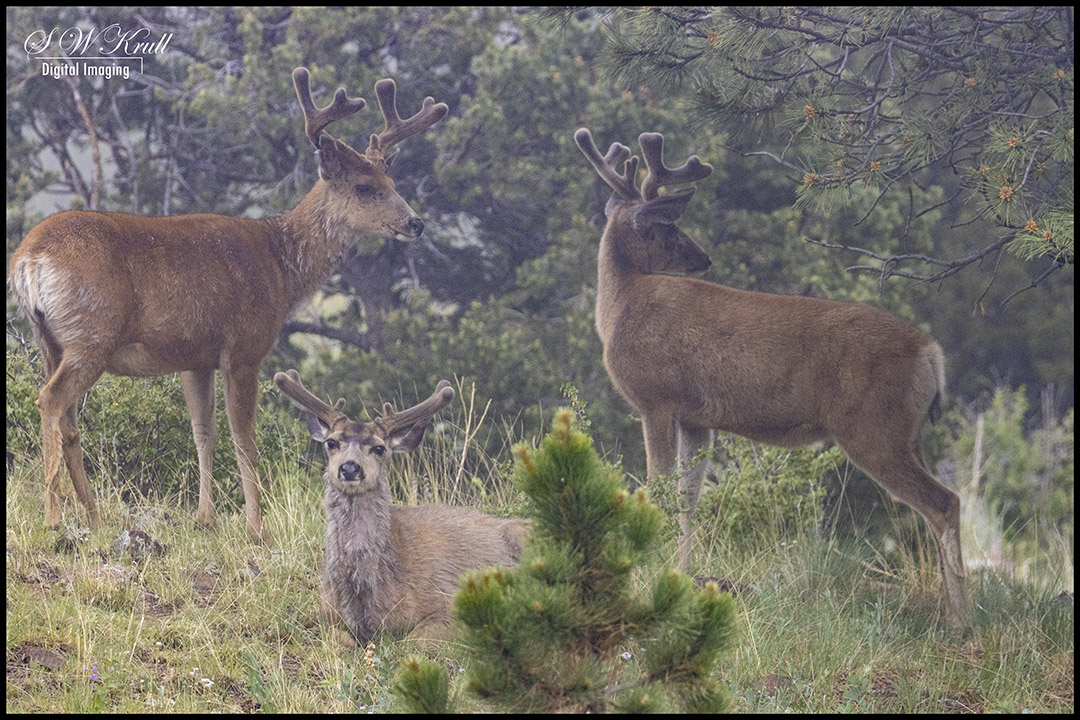 Herd of Bucks