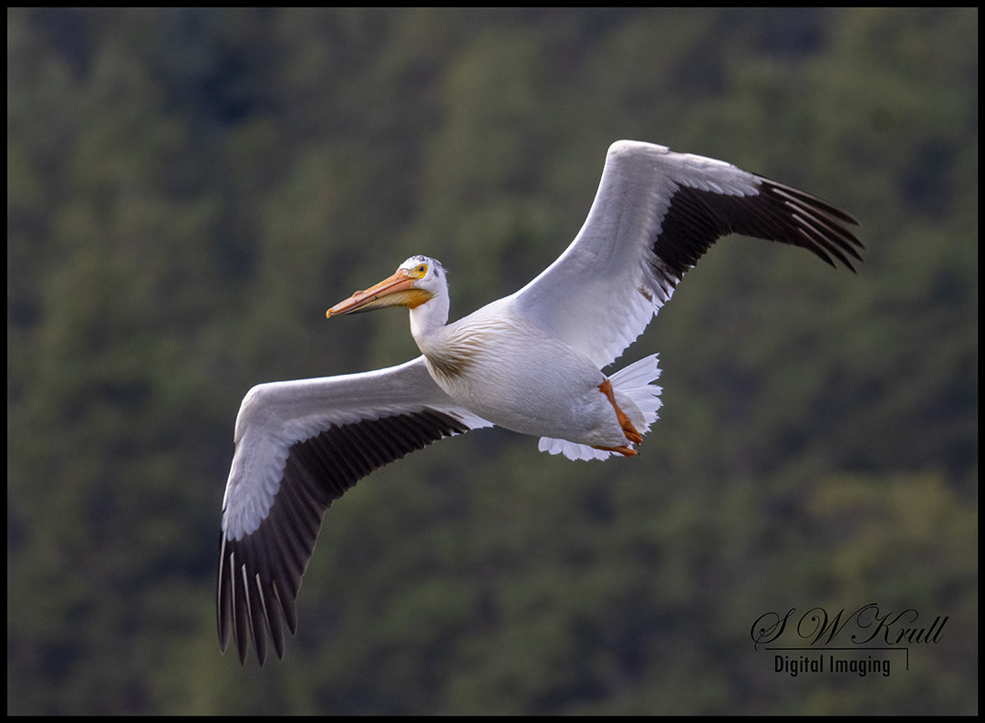 Flock of American White Pelicans