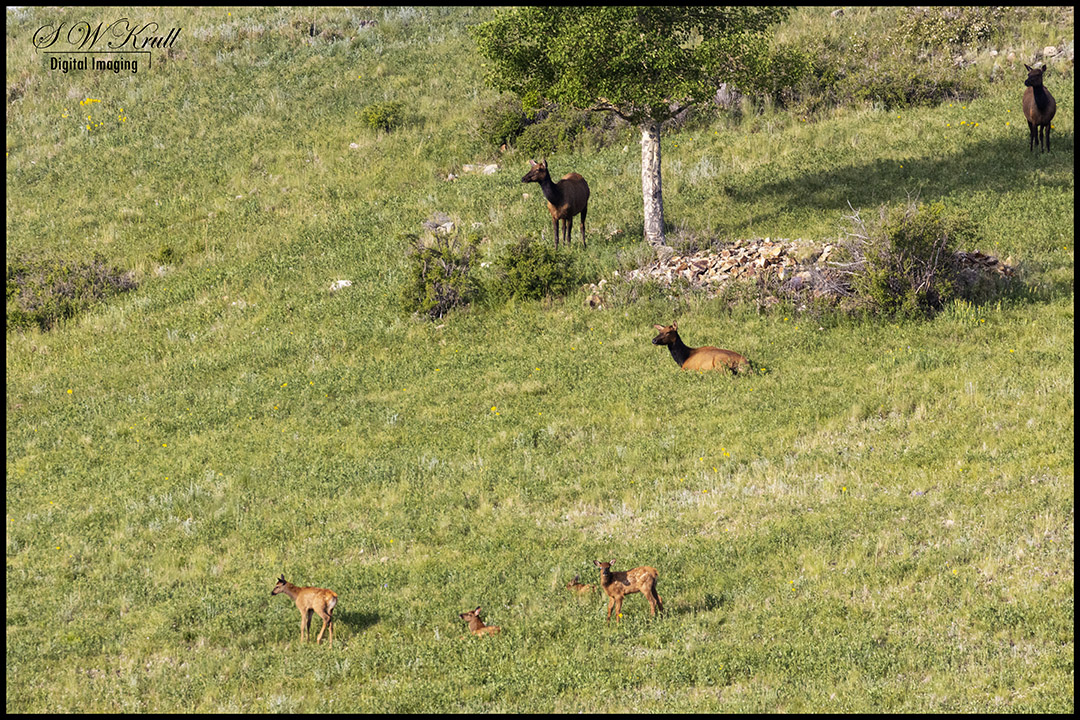 Herd of elk in the Pike National Forest of Colorado