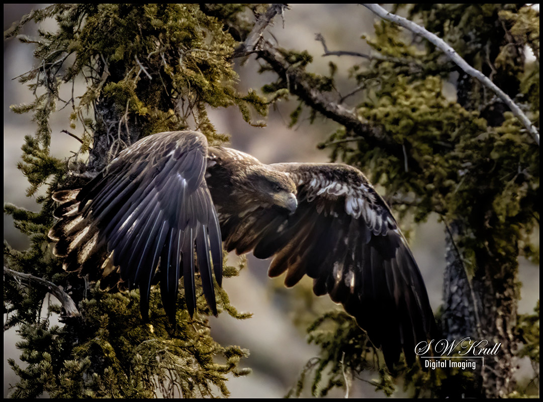 Juvenile Bald Eagle