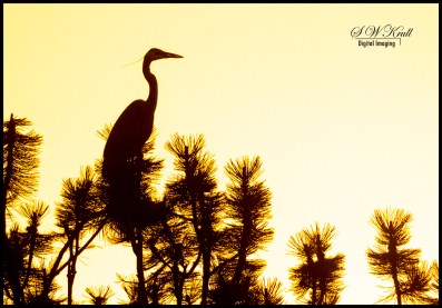 Great Blue Heron at Manitou Lake