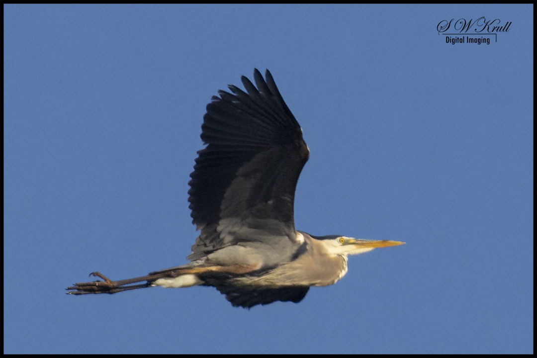 Great Blue Heron at Manitou Lake