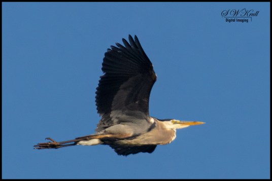 Great Blue Heron at Manitou Lake