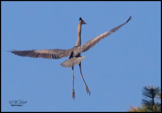 Great Blue Heron at Manitou Lake
