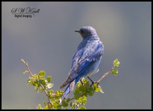 Mountain Bluebird