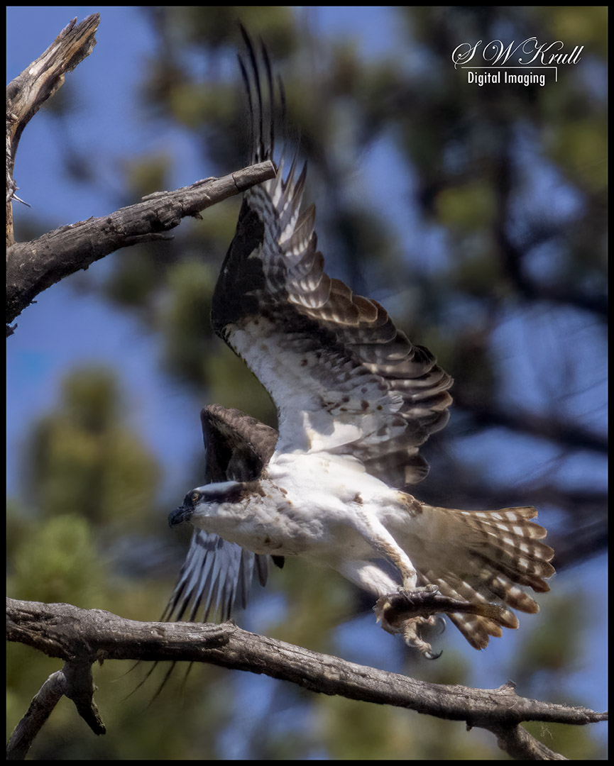 Osprey at Eleven Mile Canyon