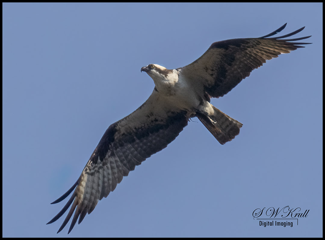 Osprey at Eleven Mile Canyon