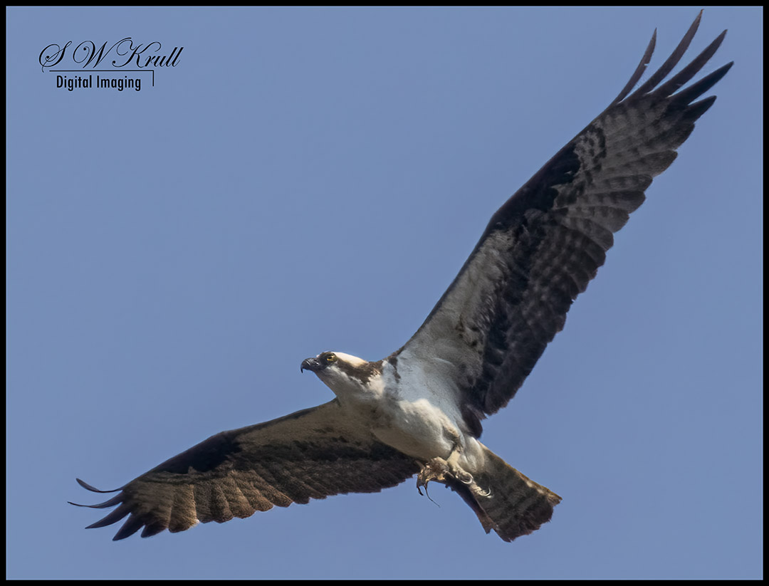 Osprey at Eleven Mile Canyon