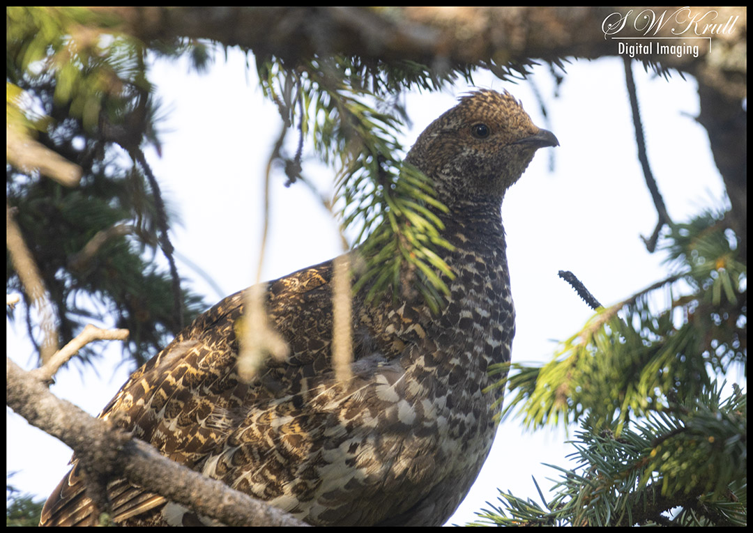 Dusky Grouse in the Morning Light