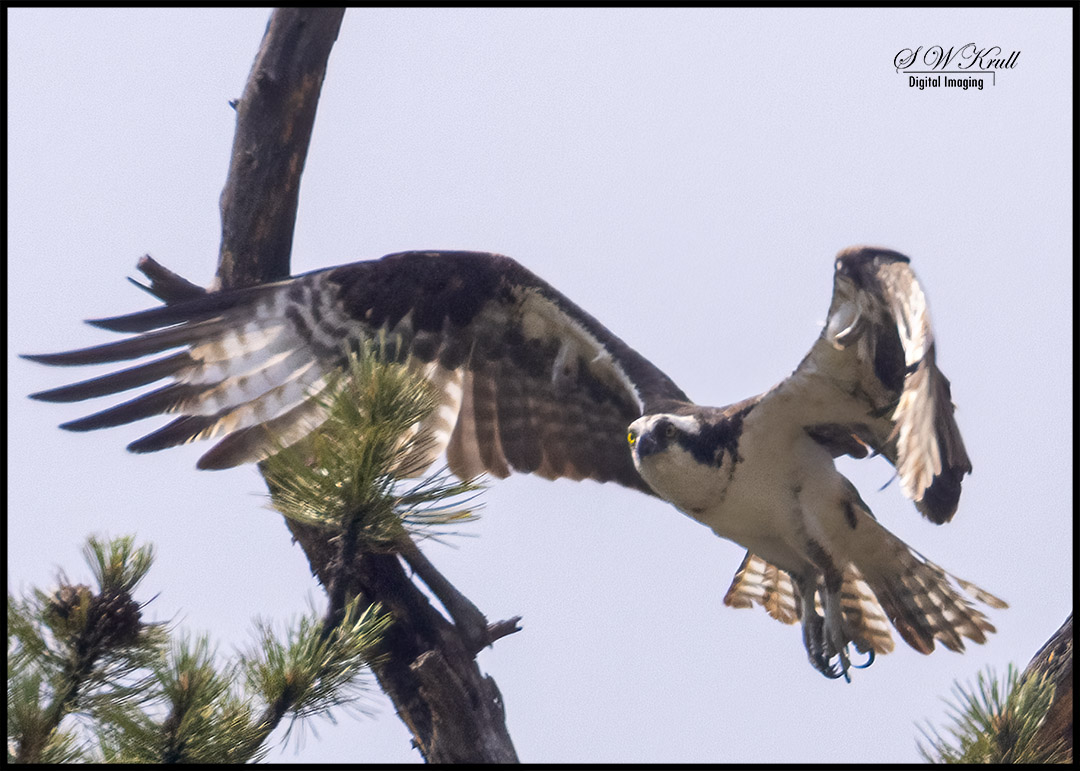 Osprey at Eleven Mile Canyon