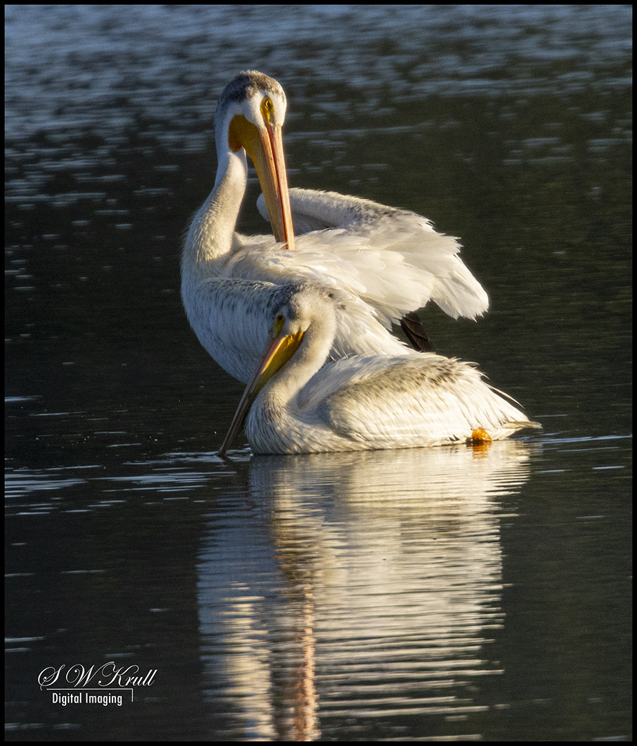 Pelicans Swimming