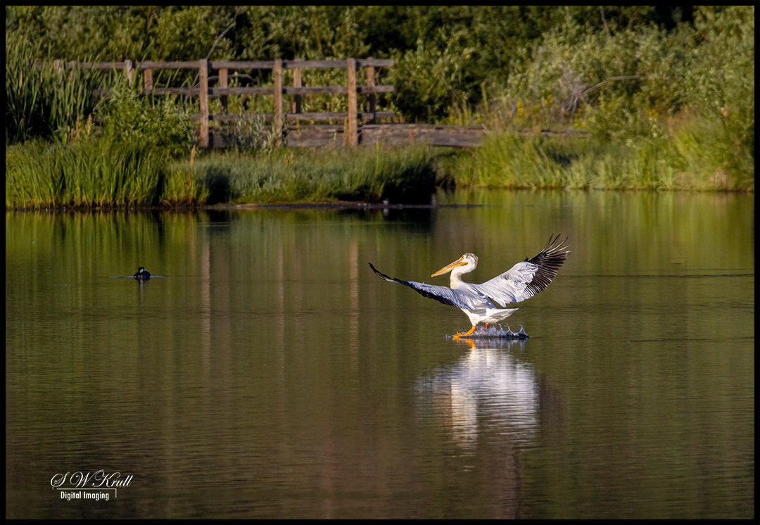 Pelicans Swimming