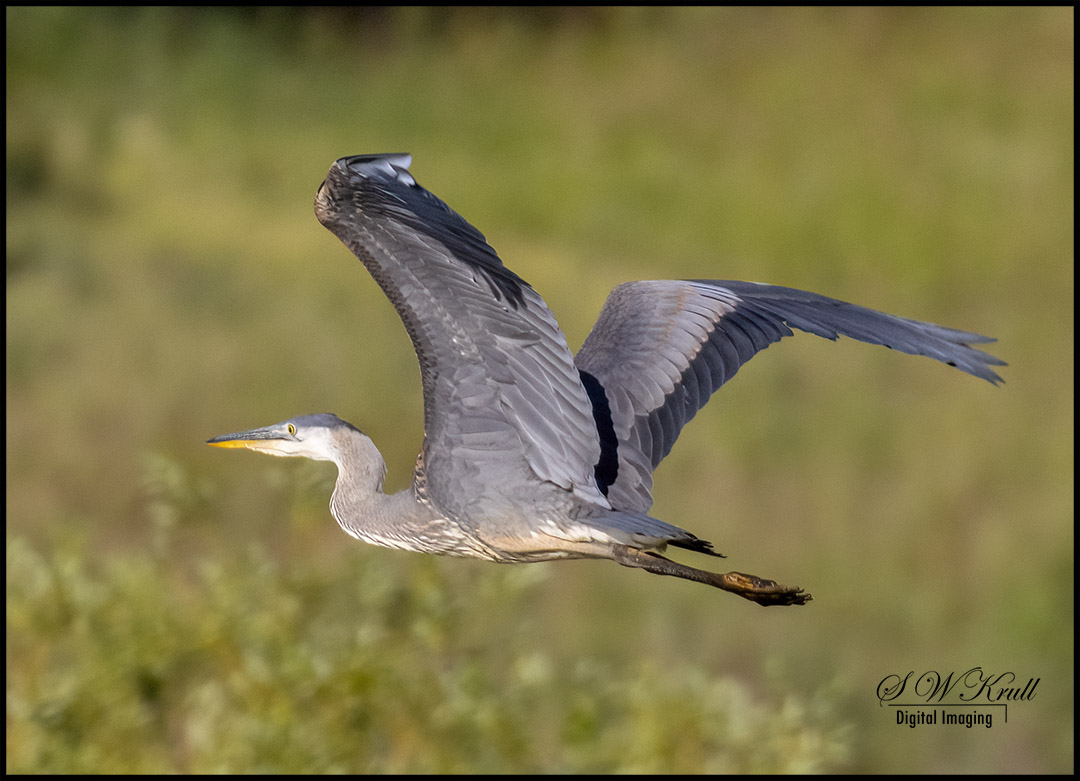 Great Blue Heron at Manitou Lake