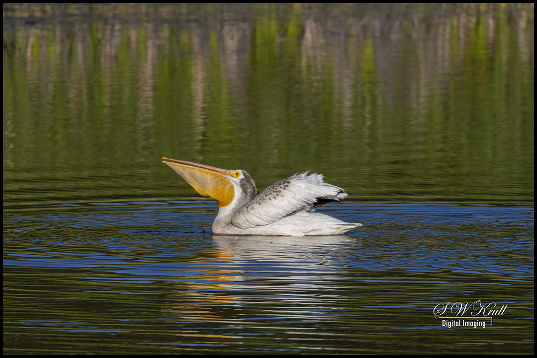 Pelicans Swimming