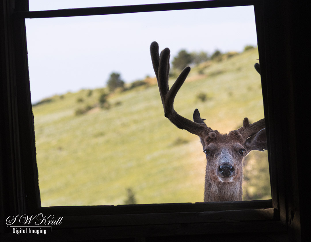 Buck in the Window