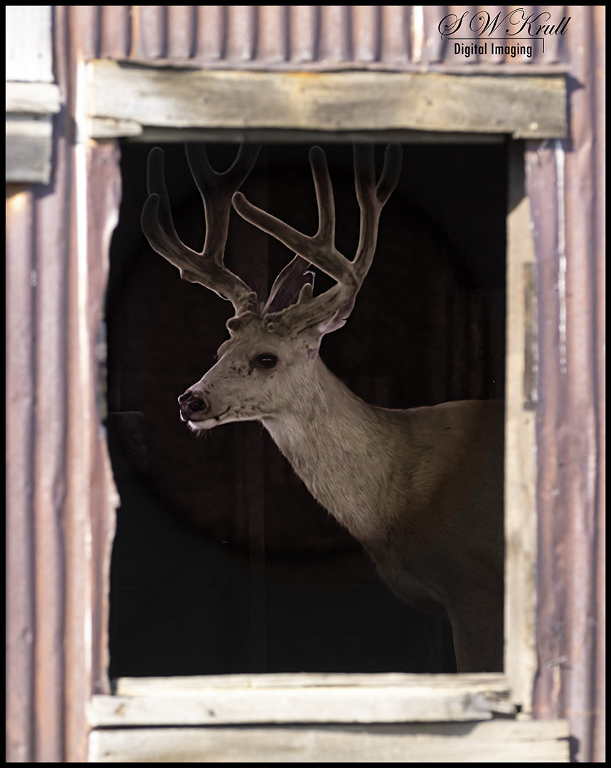 Buck in the Window