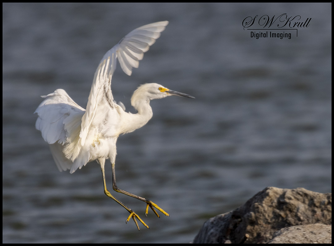 Snowy Egret