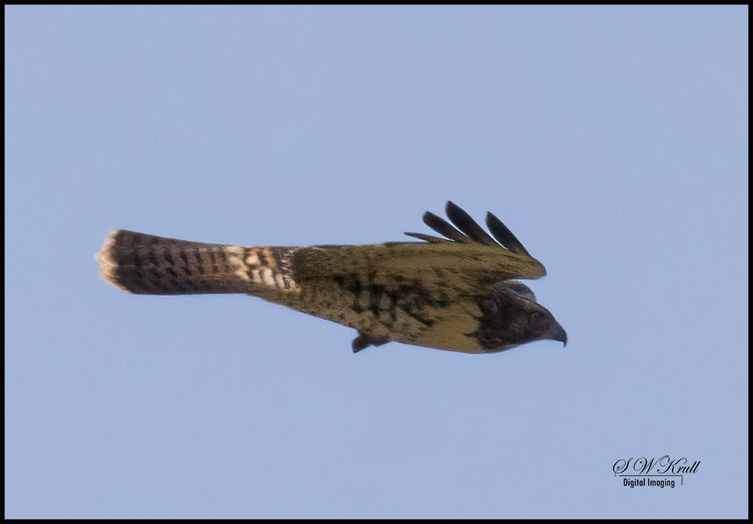 Red-Tailed Hawk in Flight