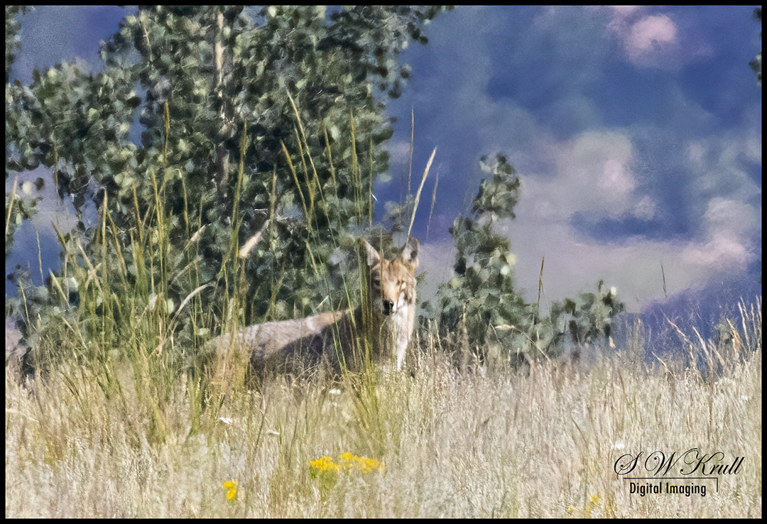 Coyote on the Hunt