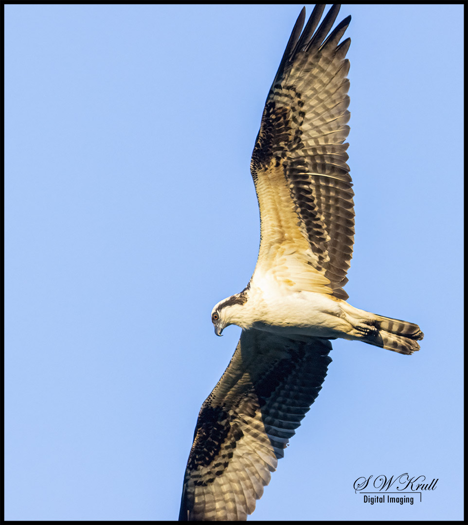 Osprey at Manitou Lake