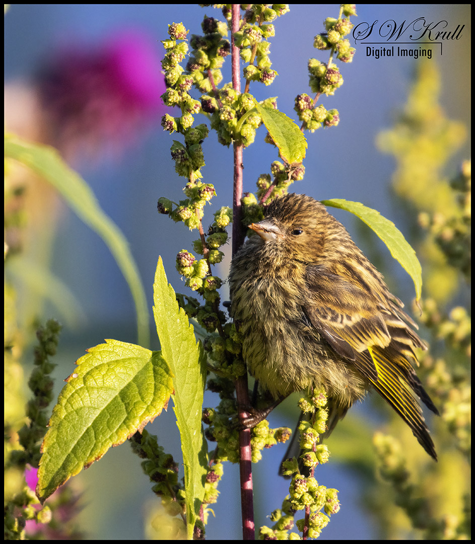 Pine Siskin