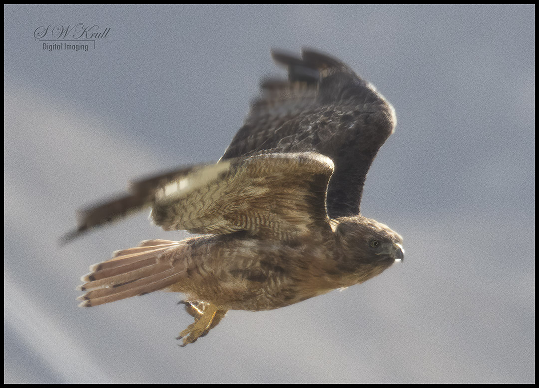 Red-Tailed Hawk in Flight