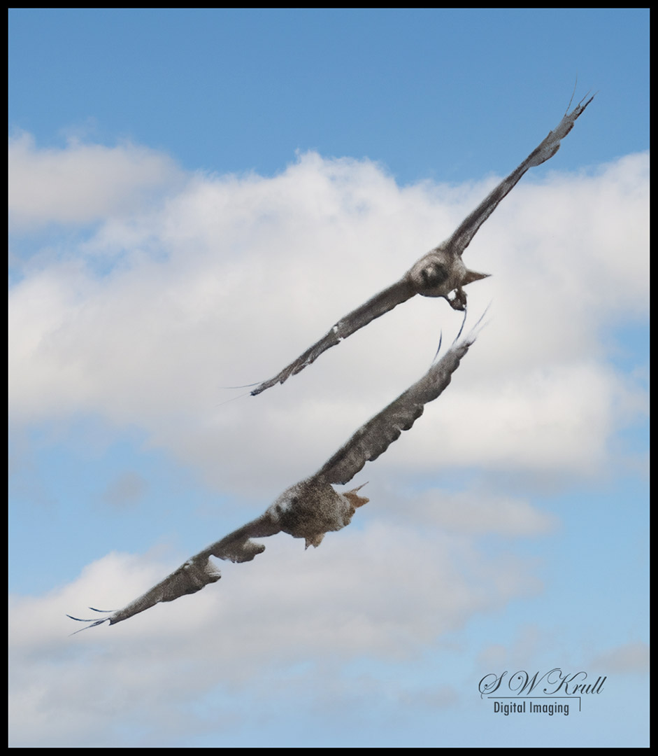Red-Tailed Hawk in Flight