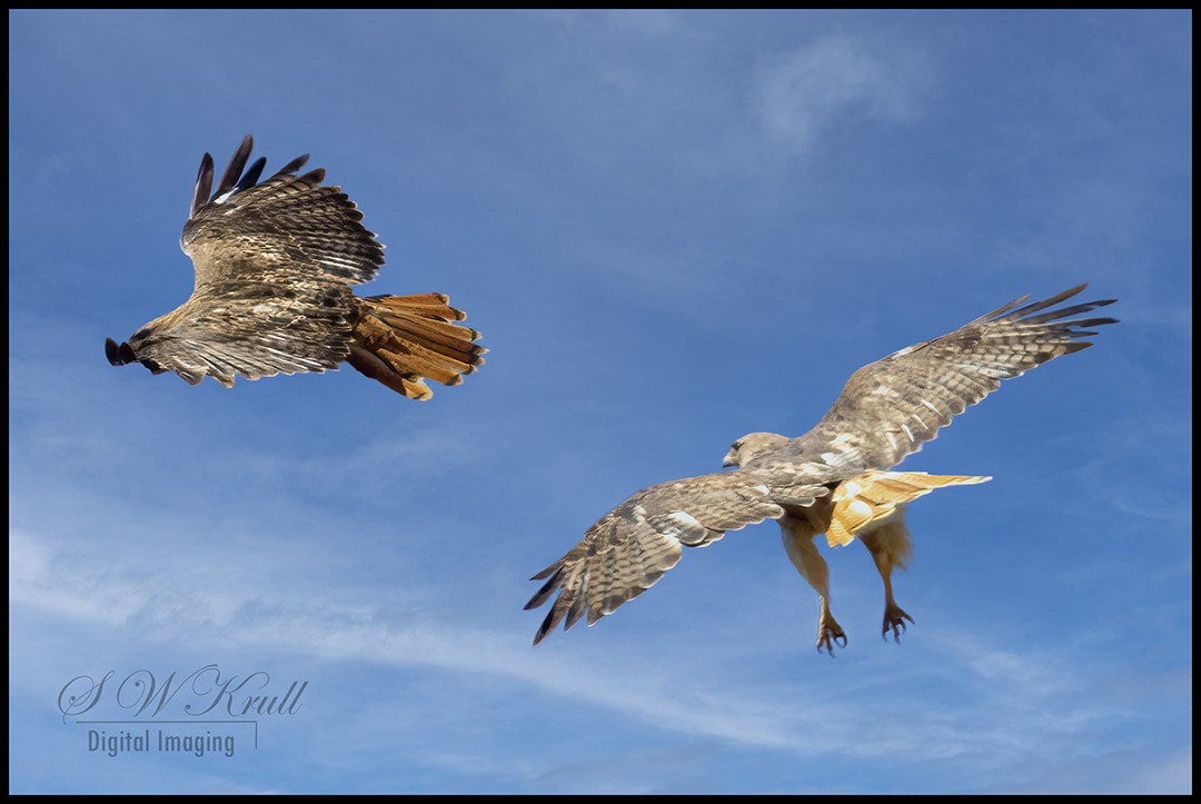Red-Tail Hawks in Flight
