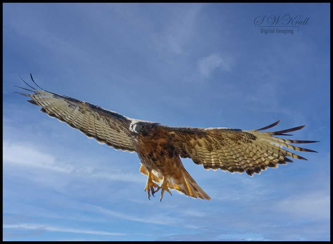 Red-Tail Hawks in Flight