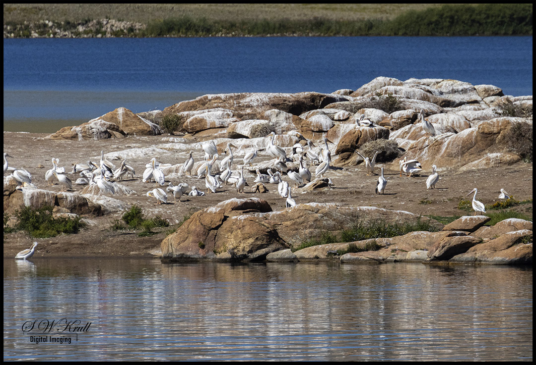 Pelicans at Eleven Mile State Park