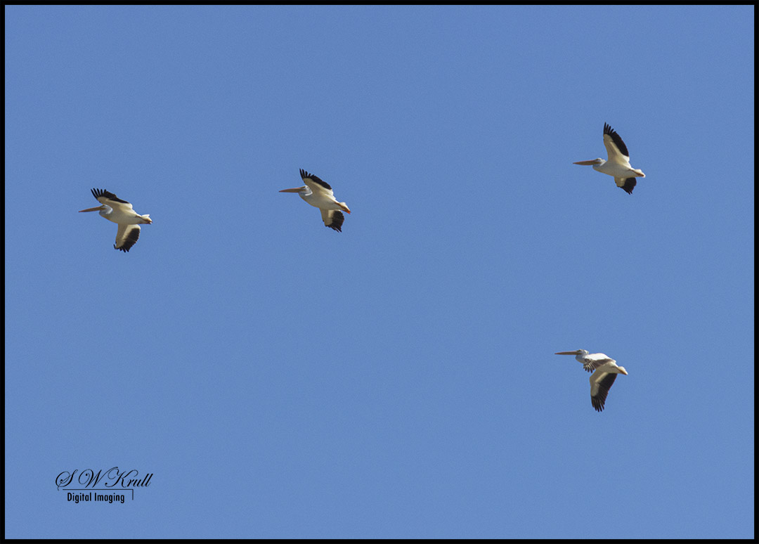 Pelicans over Eleven Mile Reservoir