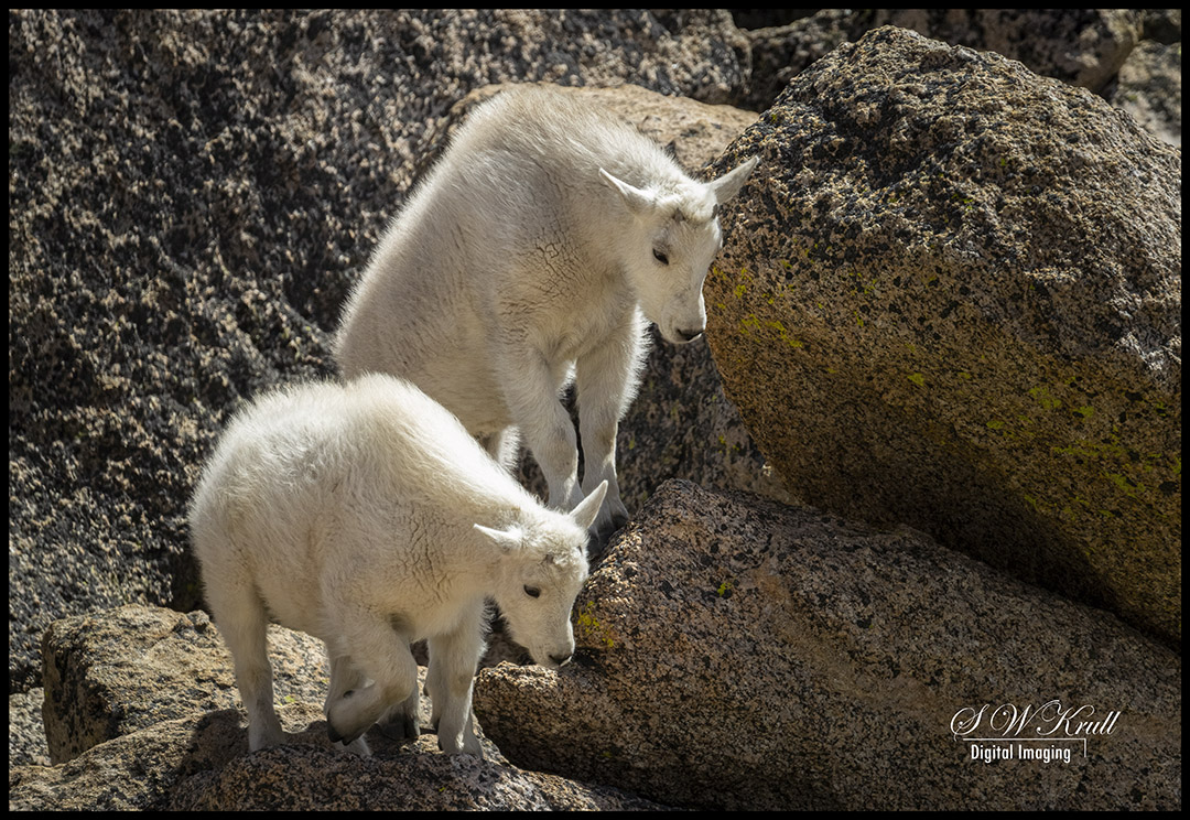 Mountain Goats on Mount Evans