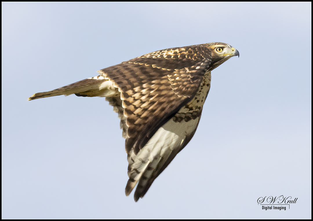 Red-Tail Hawk