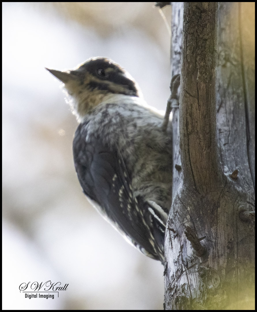 American Three-Toed Woodpecker
