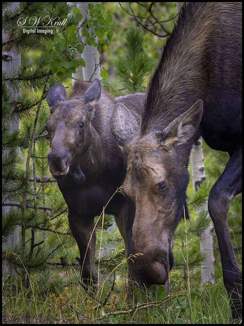 Moose at Jefferson Lake Colorado