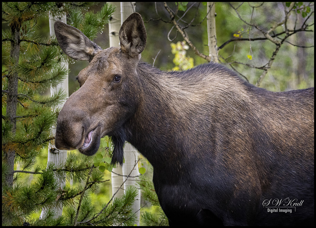Moose at Jefferson Lake Colorado
