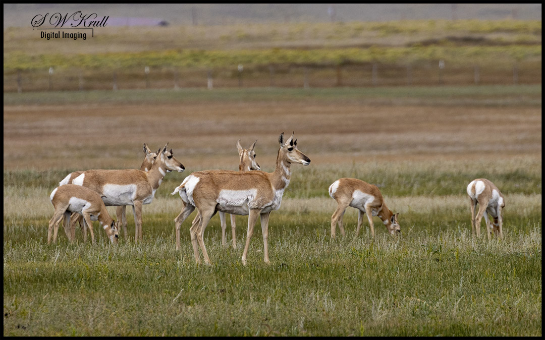 Pronghorn Antelope