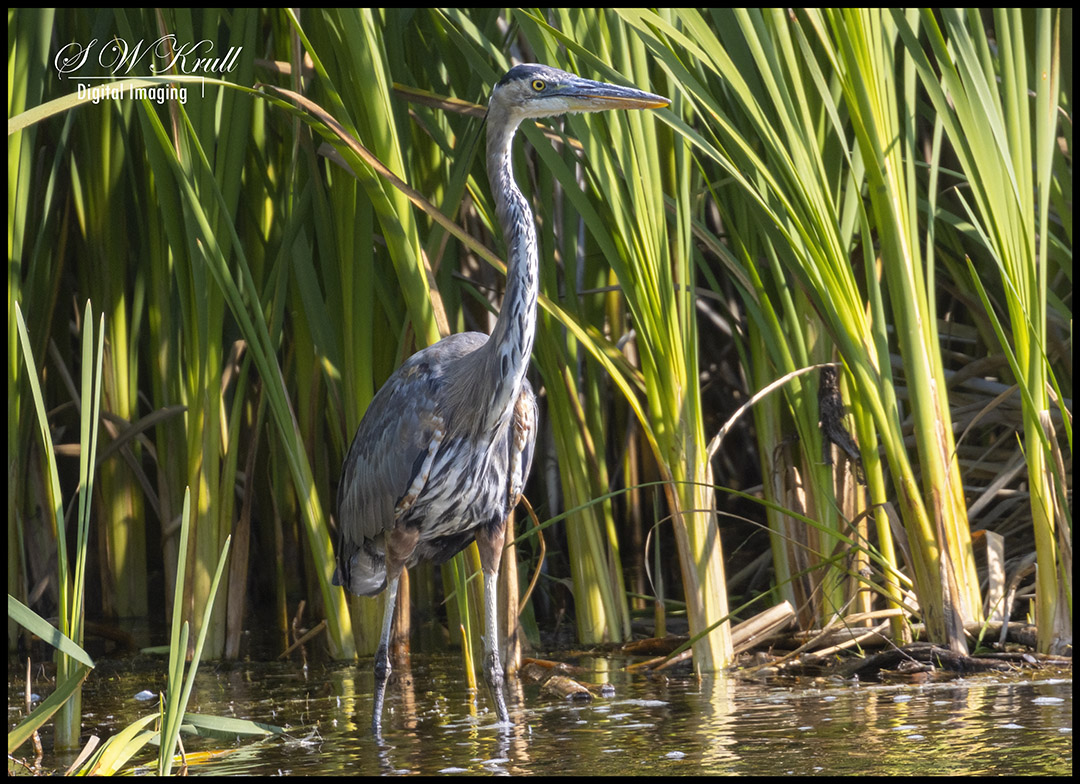 Great Blue Heron