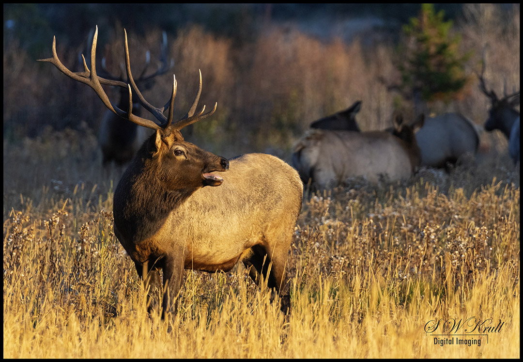 Elk in Rocky Mountain National Park