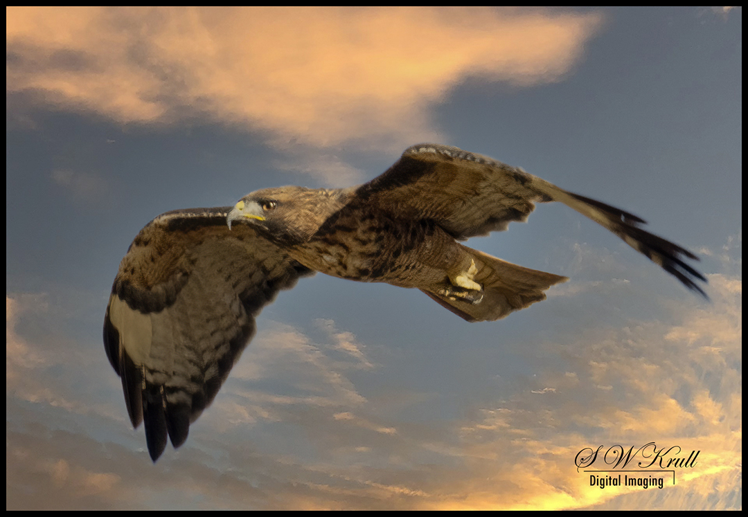 Red-tailed Hawk in Flight
