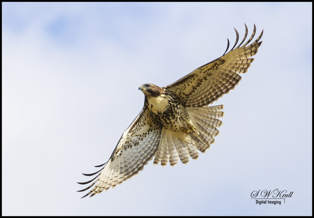 Red-tailed Hawk in Flight