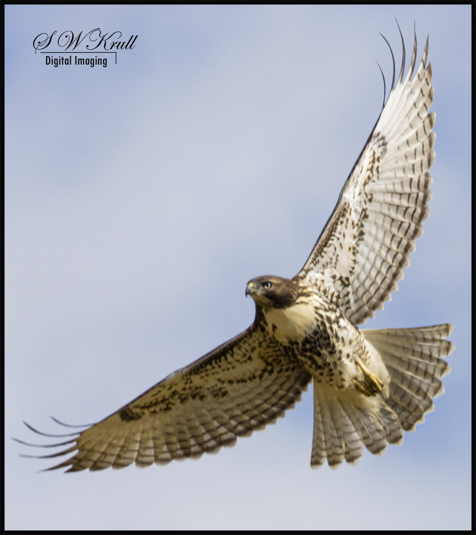 Red-tailed Hawk in Flight