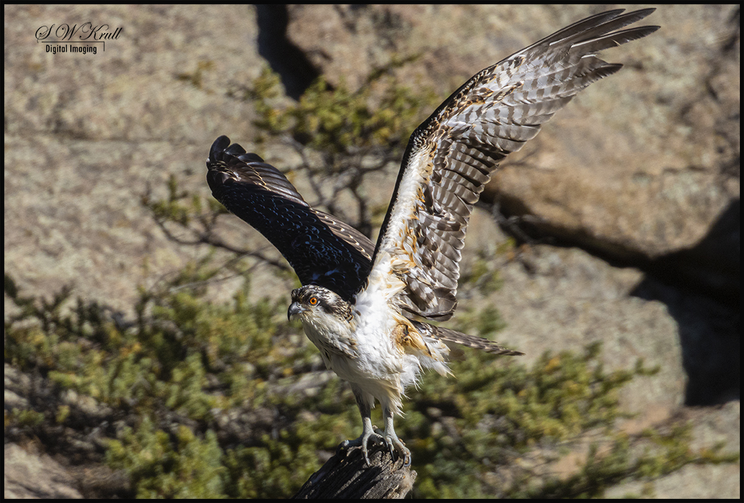 Osprey in Eleven Mile Canyon