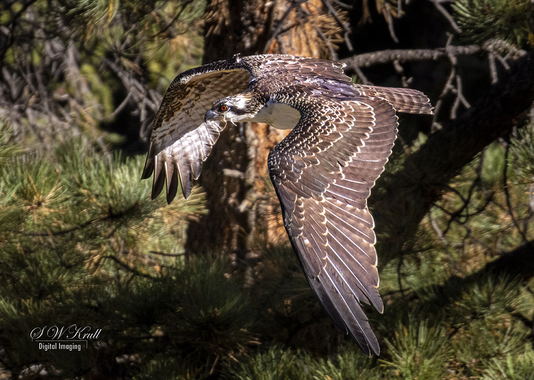 Osprey in Eleven Mile Canyon