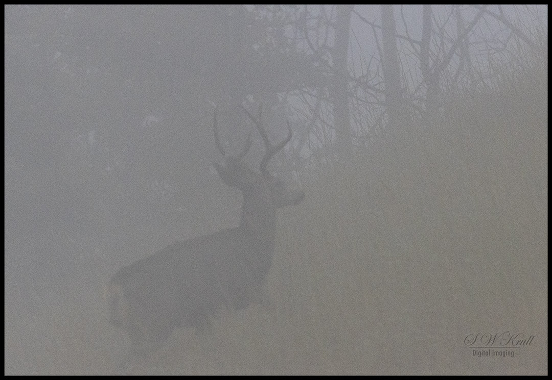 Beautiful Buck in Dense Fog