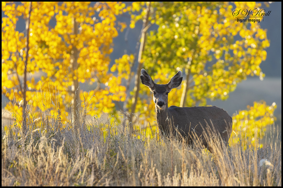 Mule Deer in the Rocky Mountian Autumn