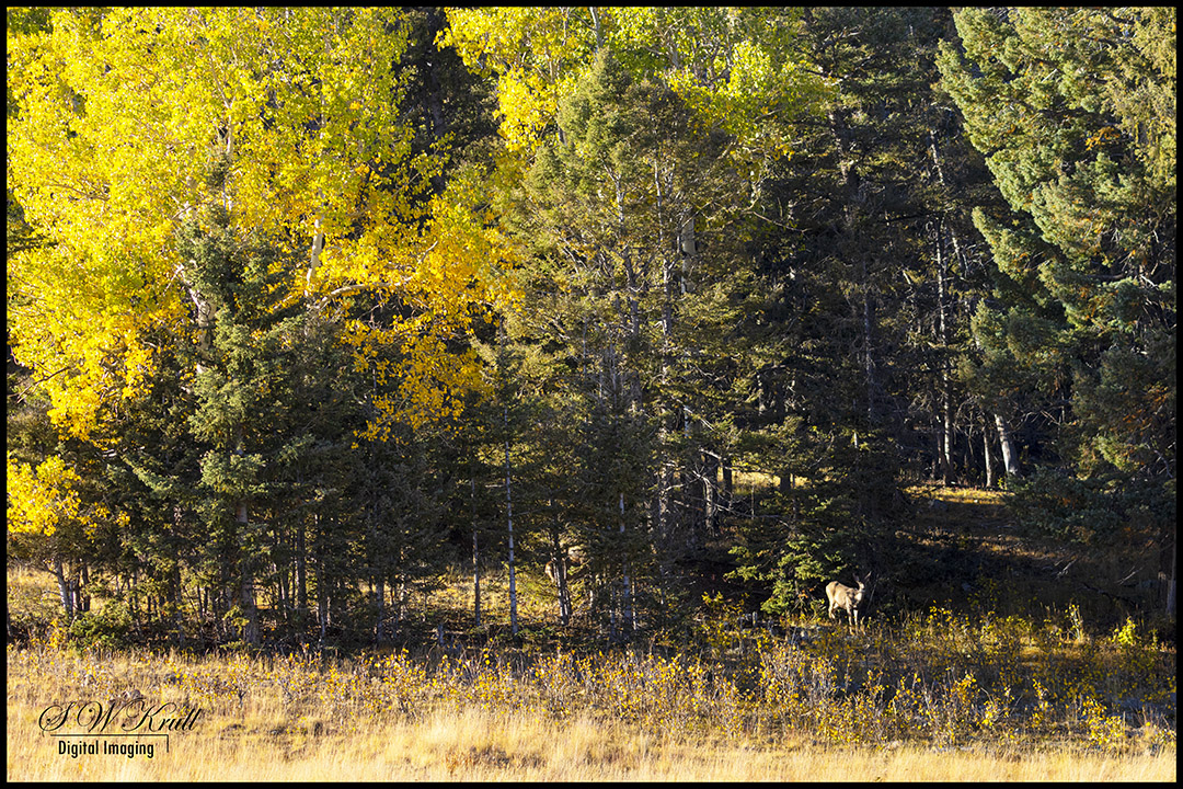 Mule Deer in the Rocky Mountian Autumn